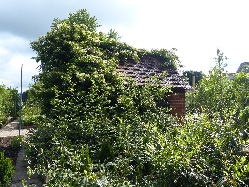 Vogg_Sommer_2016 7.jpg